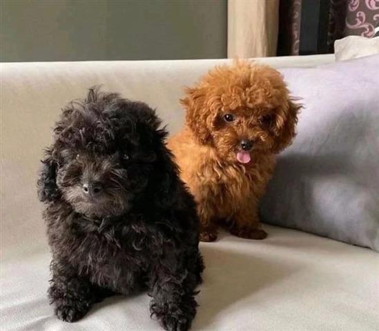 Teacup Poodle Puppies image 2