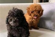 Teacup Poodle Puppies thumbnail