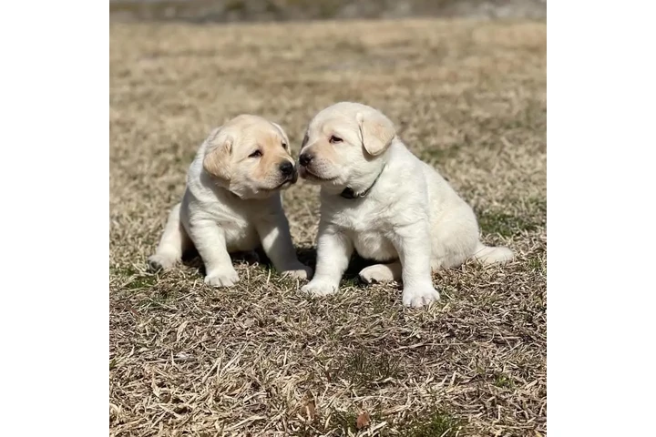 $500 : Labrador Retriever image 2