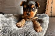 $450 : outstanding yorkie puppies thumbnail