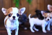 Chihuahua puppies for sale en Tampa