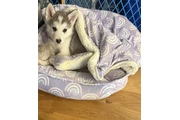 $550 : Malamute Alaska for sale thumbnail