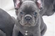 $540 : Bulldogs franceses de ojos azu thumbnail