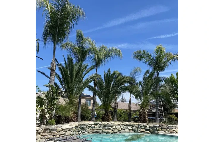 Expert Tree & Junk Removal image 3