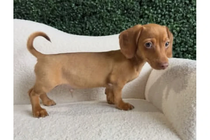 $400 : Cachorros de teckel estándar image 1