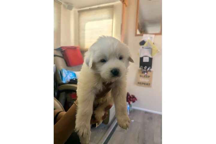 $250 : Listos para nuevo hogar image 3