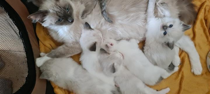 $300 : Cute Ragdoll Kittens Available image 1