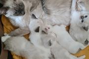 Cute Ragdoll Kittens Available en San Juan