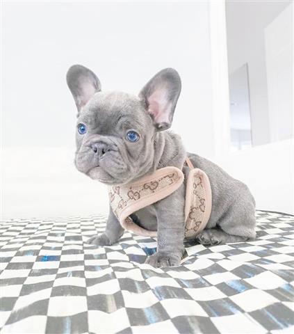 $400 : French bulldog and pomeranian image 1