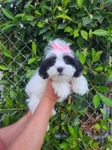 $799 : Adorables ShihTzu/Poodle image 1