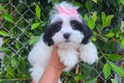 Adorables ShihTzu/Poodle en Los Angeles