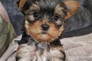 $400 : Teacup Yorkie Terrier ready thumbnail