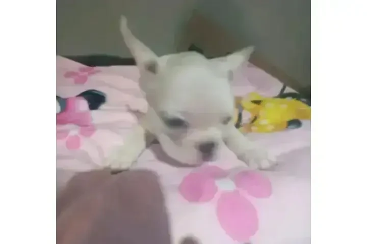 :  🐶 ¡PERRITOS EN VENTA! 🐾 image 1