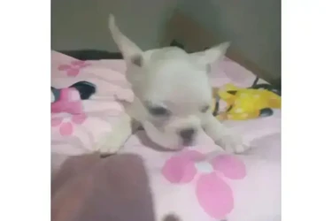 :  🐶 ¡PERRITOS EN VENTA! 🐾 en Los Angeles