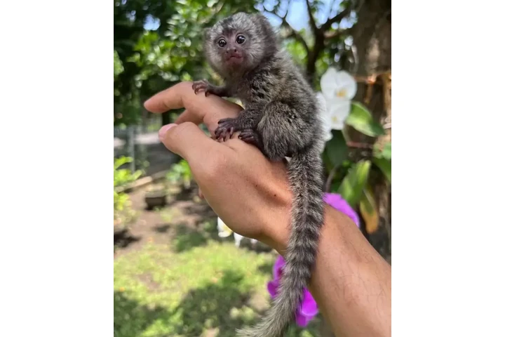 $2200 : Adorable 3-Week-Old Marmoset image 4
