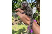 $2200 : Adorable 3-Week-Old Marmoset thumbnail