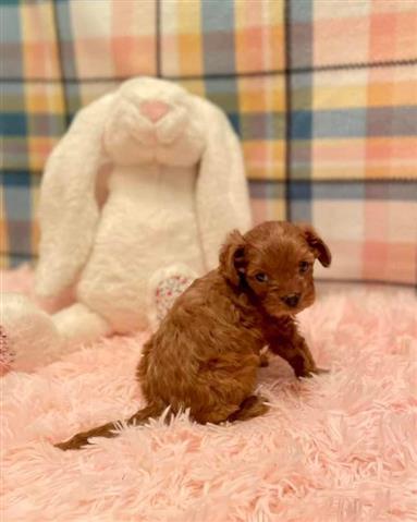 $400 : savage puppy for rehoming image 1