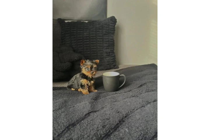 $400 : Rescue Yorkie for sale. image 5