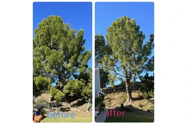 CUIDADO DE ARBOLES en Los Angeles