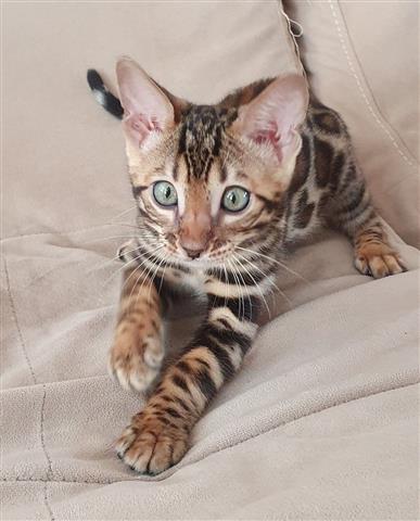 $650 : Bengal kitten image 2
