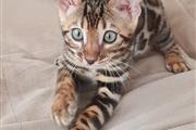 $650 : Bengal kitten thumbnail