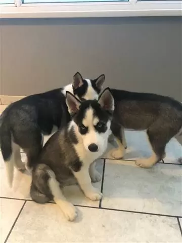 $400 : cute husky puppies for rehom image 2