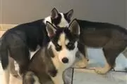 $400 : cute husky puppies for rehom thumbnail