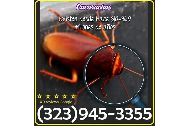 ROACHES CONTROL (323)945-3355. image 7