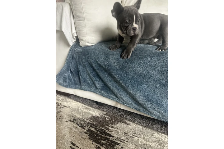 $1500 : Frenchie AKC image 3