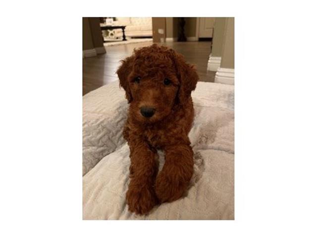 $9000 : red golden doodle image 2