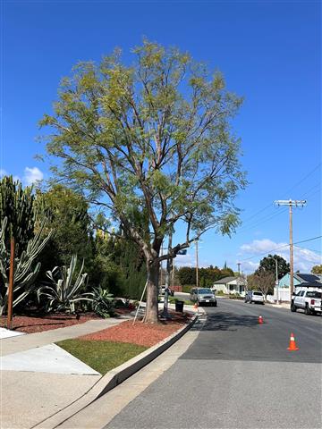 TREE SERVICE image 2