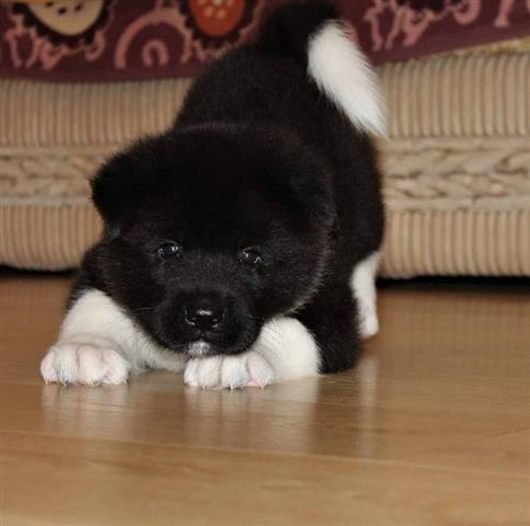 $700 : Akita Puppies for adoption image 4