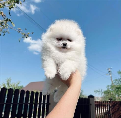 $500 : Pomeranian puppies image 2