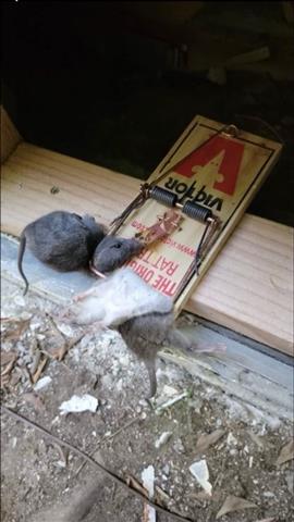 Rodent Extermination image 2