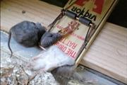 Rodent Extermination thumbnail