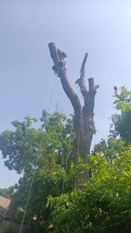 Medrano's tree service image 8