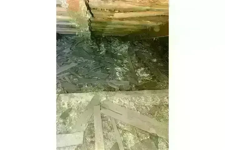 PEST CONTROL image 2