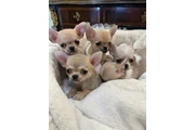 $350 : Cachorros chihuahua en venta thumbnail