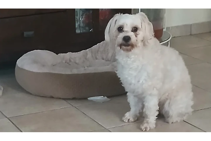 $1 : Perros en adopción image 3