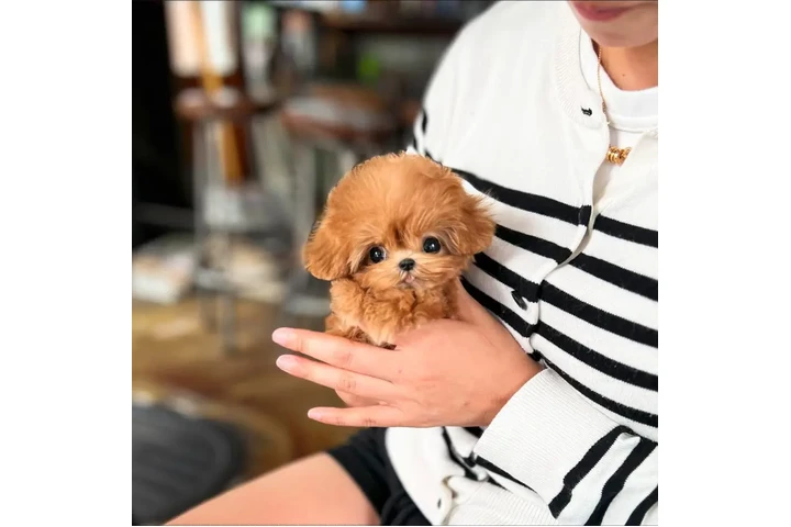 $350 : taza de té maltipoo cachorros image 3