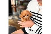 $350 : taza de té maltipoo cachorros thumbnail