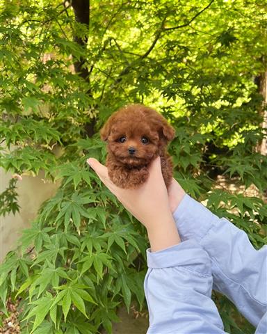 $350 : MALTIPOO EN VENTA image 2