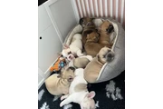 cachorros de bulldog francés en Arlington VA