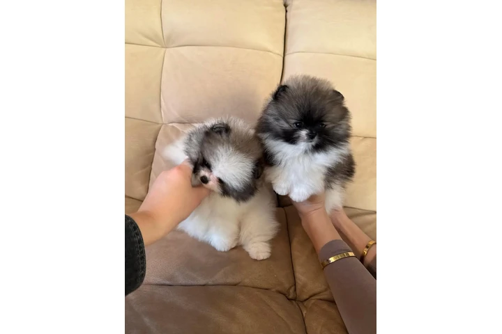 $400 : Maltese And Pomeranian Puppies image 6