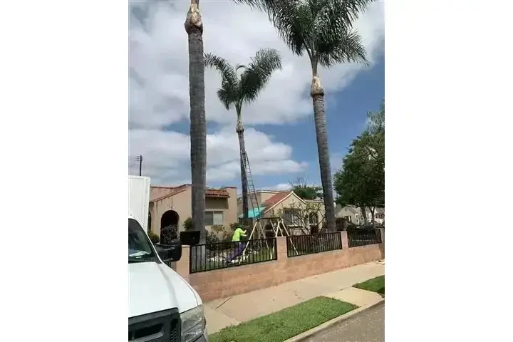 Alex Tree Services image 5
