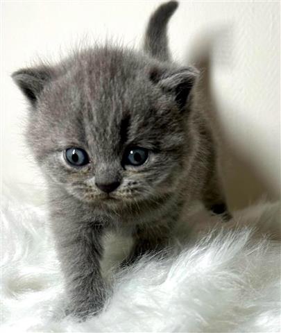 $200 : Cutest Shorthair Kittens Ready image 1