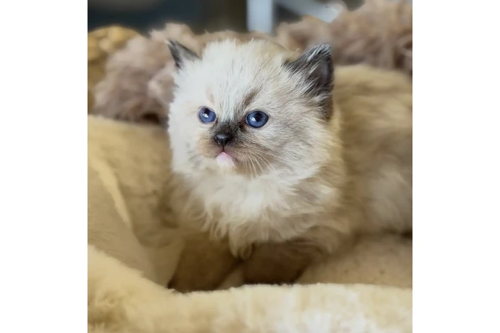 $250 : Ragdoll Kittens For Sale image 2