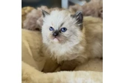 $250 : Ragdoll Kittens For Sale thumbnail