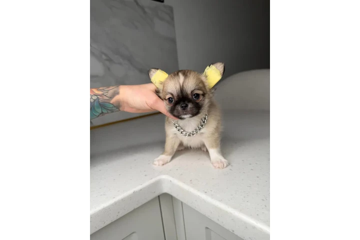 $300 : Teacup Chihuahua puppies image 2