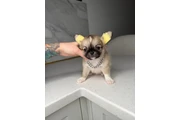 $300 : Teacup Chihuahua puppies thumbnail